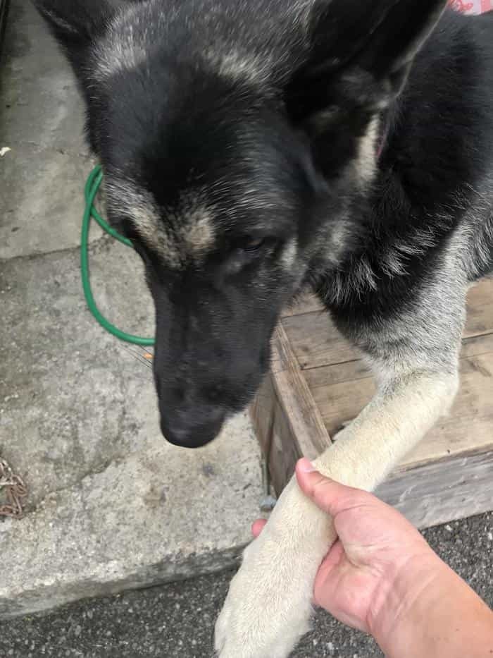 沖縄で出会った島猫たち！スポット別に紹介