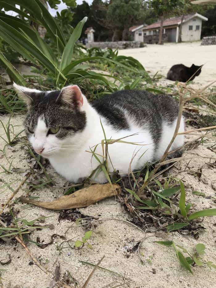 沖縄で出会った島猫たち！スポット別に紹介