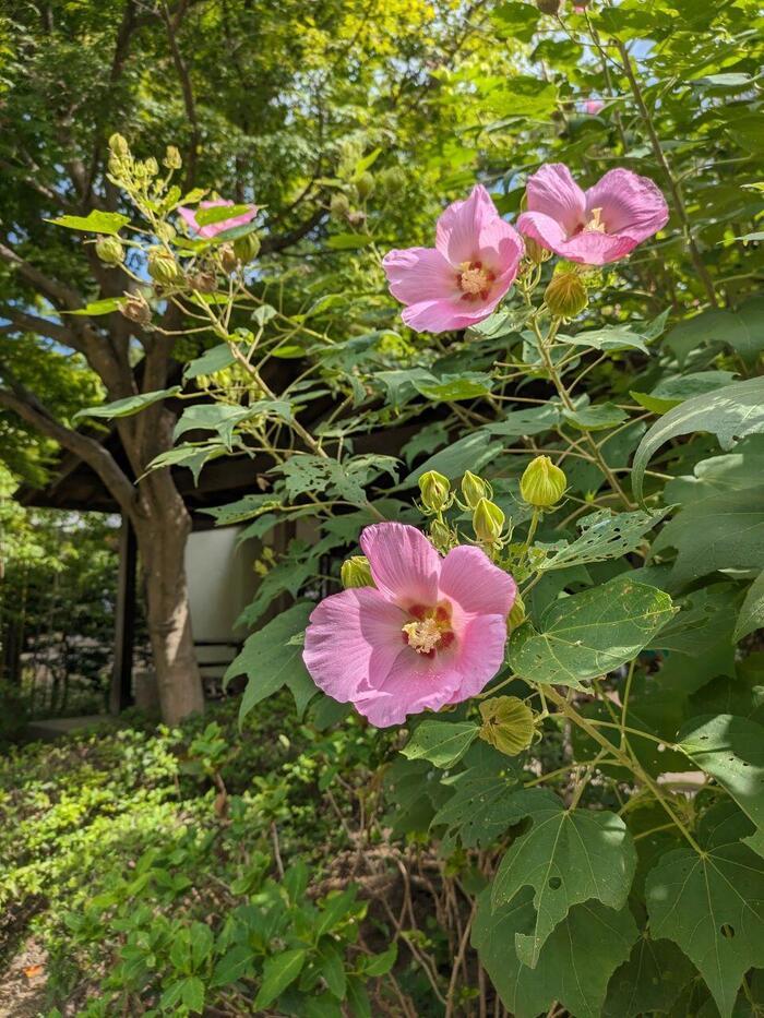 【神奈川・横浜】日本建築の魅力を集めた三渓園とおすすめランチ