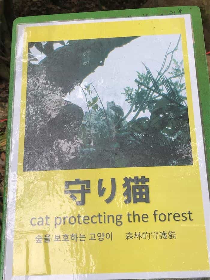 沖縄本島北部ヤンバルにある「大石林山」に行ってきました！奇岩や亜熱帯の森などの絶景を体感！