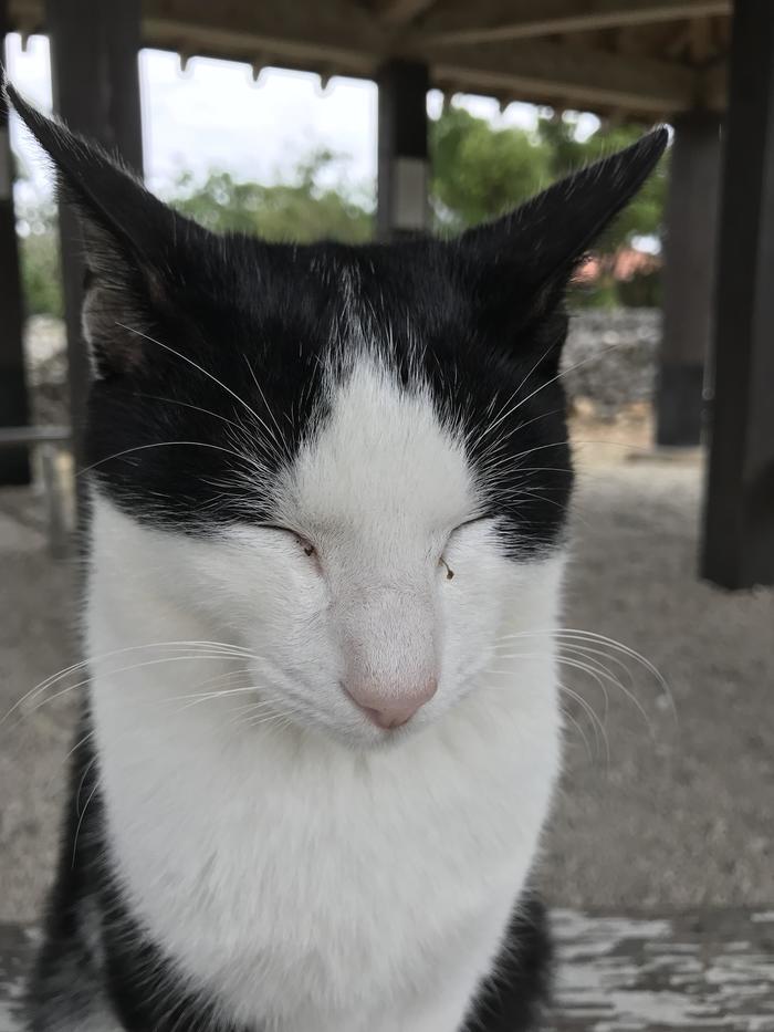 沖縄で出会った島猫たち！スポット別に紹介