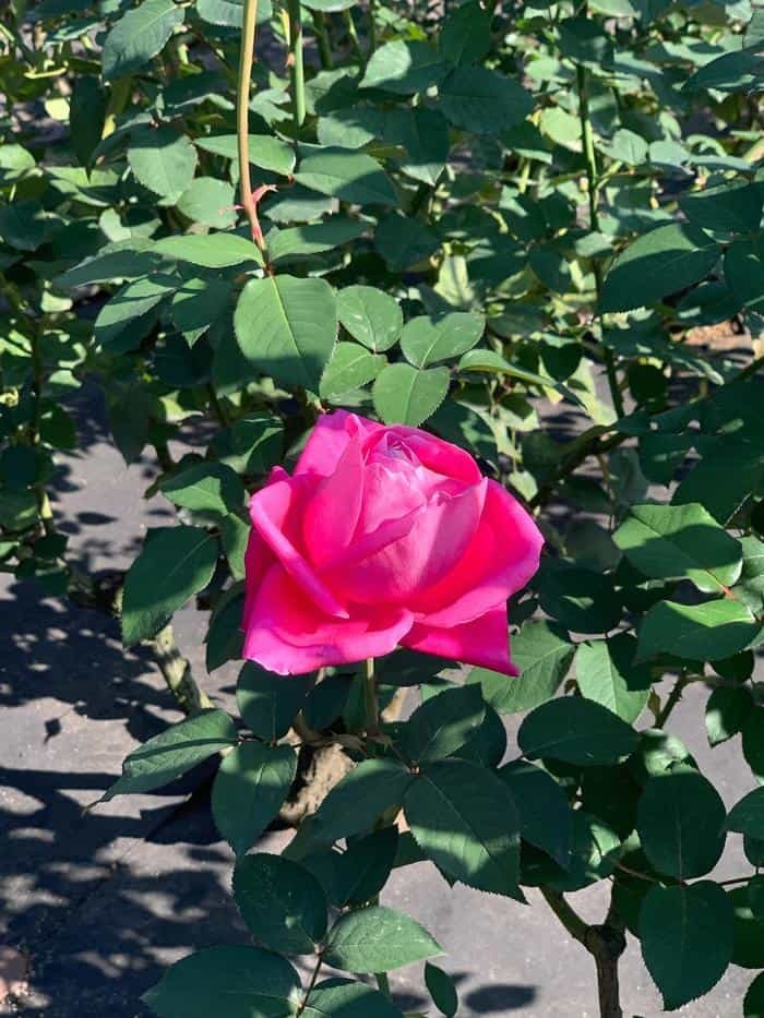 洋風と和風両方の庭園が楽しめる【旧古河庭園】秋バラ・紅葉もおすすめ！～東京さんぽ～