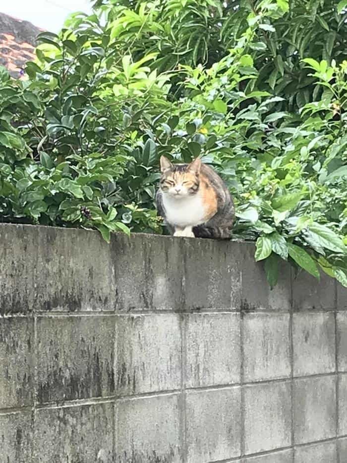 沖縄で出会った島猫たち！スポット別に紹介