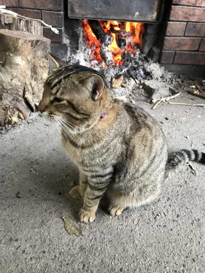 沖縄で出会った島猫たち！スポット別に紹介