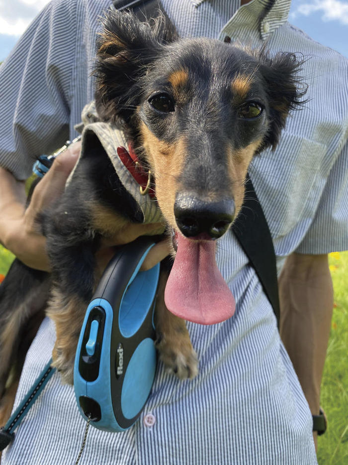 愛犬といくワンダフルな旅！愛犬と一緒に巡る九州ツアーをご案内します