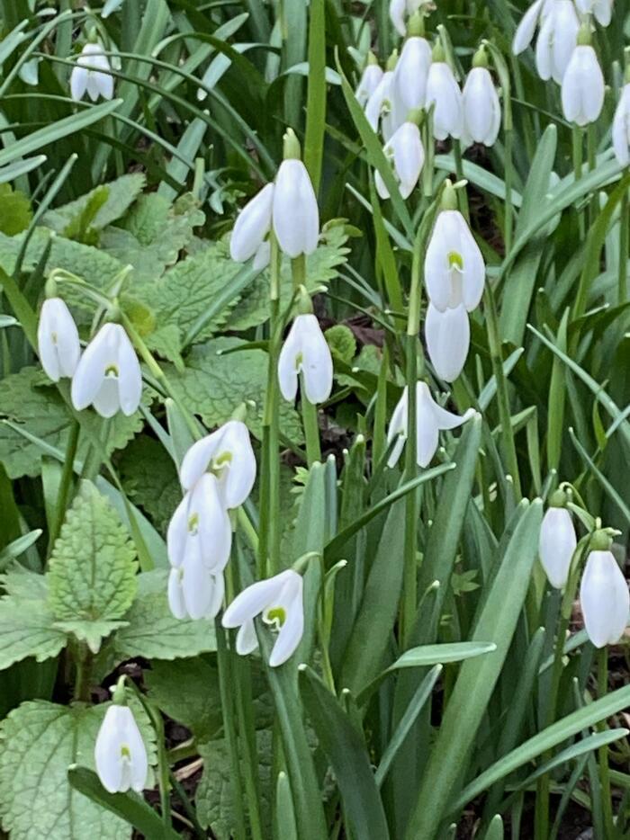 イギリスの季節の花々の織りなす絶景を楽しもう！