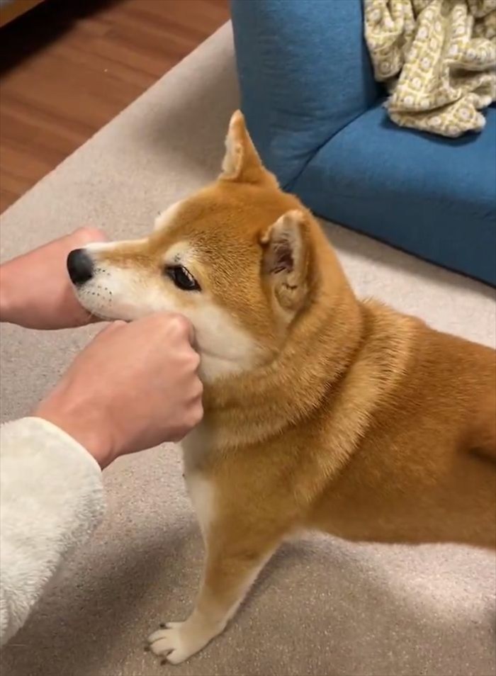 柴犬とグッパー遊びをしていたら・・。なぜか挟まりにくるのがかわいいと話題に「一緒にパァッ！ってするのかわいすぎます」