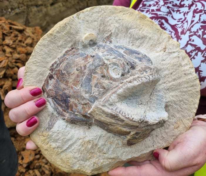 岩から飛び出しそうな「すごく立体的な古代魚の化石」を発見！