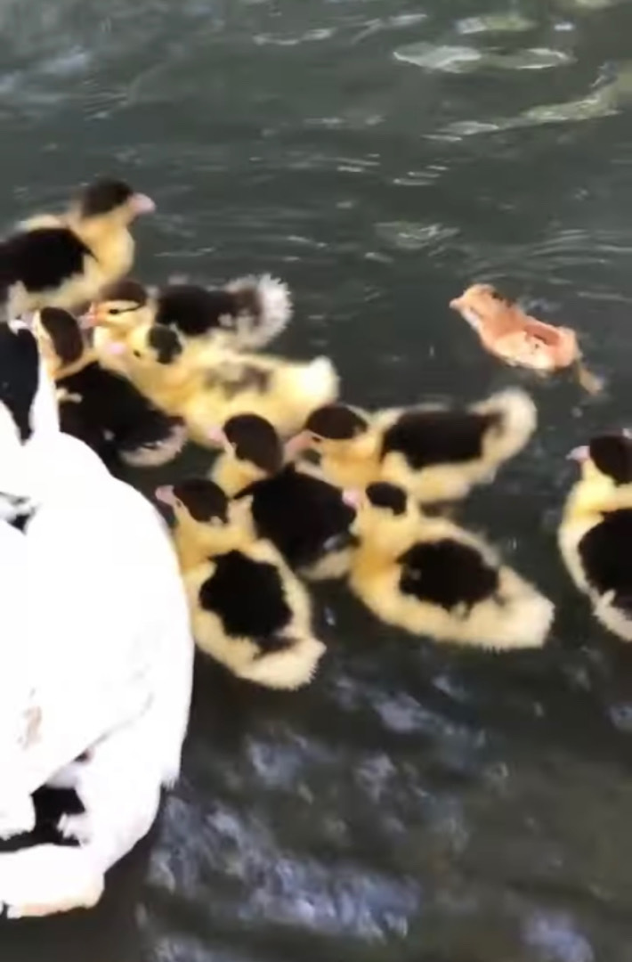 君！泳げたんだね！？泳ぐアヒルの親子の中に一羽だけ紛れ込むかわいい子が！