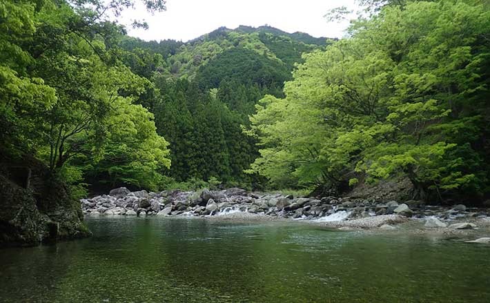 渓流ミノーイングで24cm頭22匹　新緑の渓でアマゴも高活性