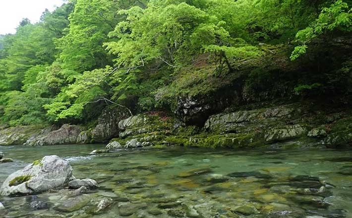 渓流ミノーイングで24cm頭22匹　新緑の渓でアマゴも高活性