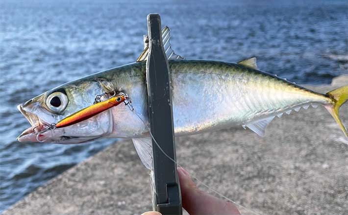 【サバ釣りの魅力】　陸っぱりルアー釣りファン視点で紹介