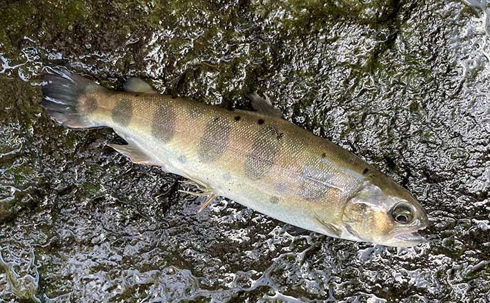 初の管理釣り場でヤマメ40尾オーバー　現地調理の釣魚グルメも堪能