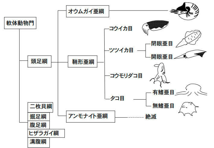不思議な存在コブシメの謎を解くのはダイバー?琉球大学池田教授に聞くコブシメの生態