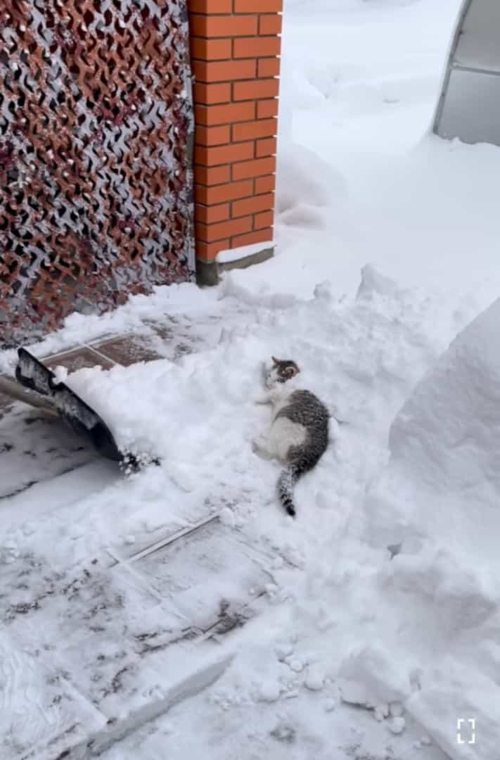 猫は液体ではなく雪だった？！自分も一緒に雪かきをしてもらいたい猫。最近のマイブームはスコップですくってもらうこと！