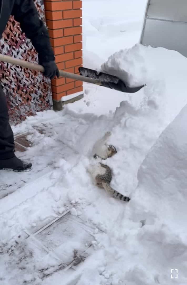 猫は液体ではなく雪だった？！自分も一緒に雪かきをしてもらいたい猫。最近のマイブームはスコップですくってもらうこと！