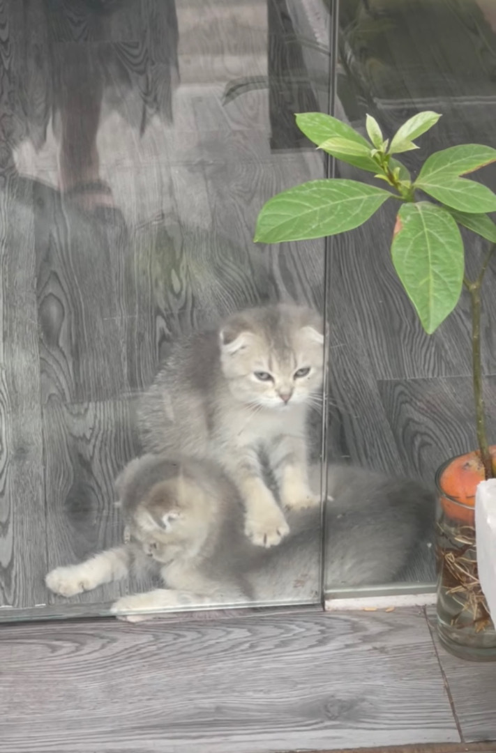 「お客さん、こってますね～」寝そべる子猫の背中を『ふみふみ』でマッサージしてあげるもう一匹の子猫。