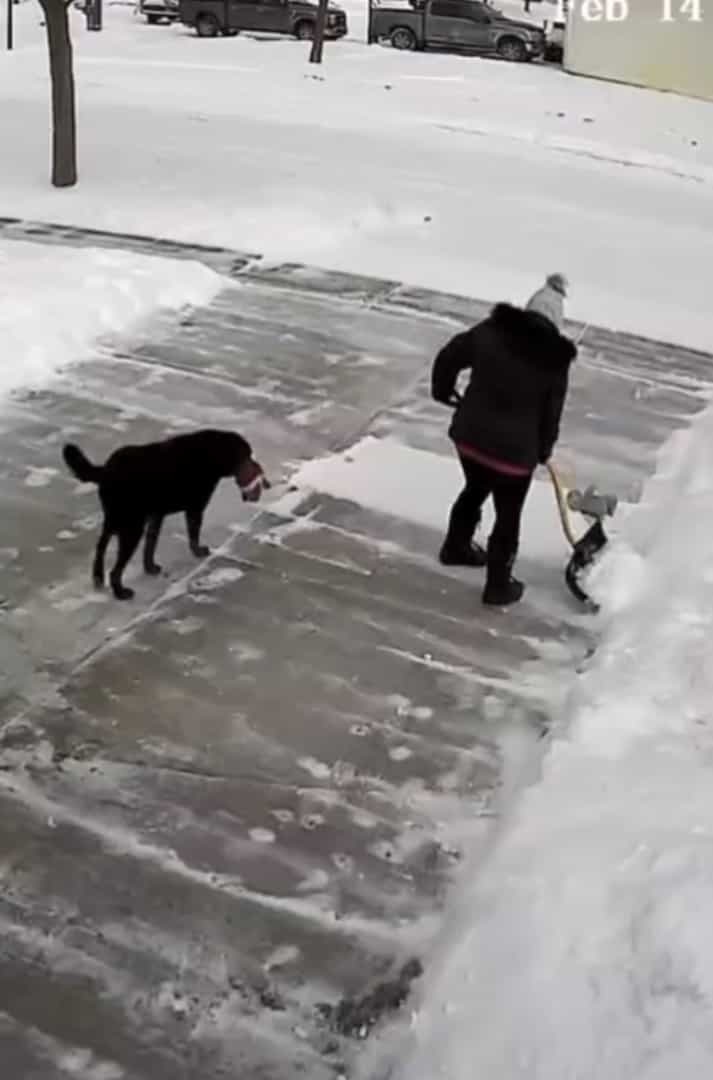 まさにこれから雪かきしようとしていた場所を陣取った犬。冷たい雪の絨毯が気持ちいいのか、すっかりくつろいで動きません