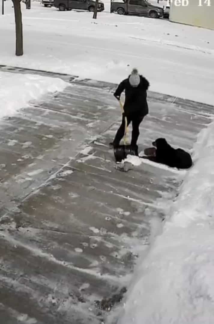 まさにこれから雪かきしようとしていた場所を陣取った犬。冷たい雪の絨毯が気持ちいいのか、すっかりくつろいで動きません