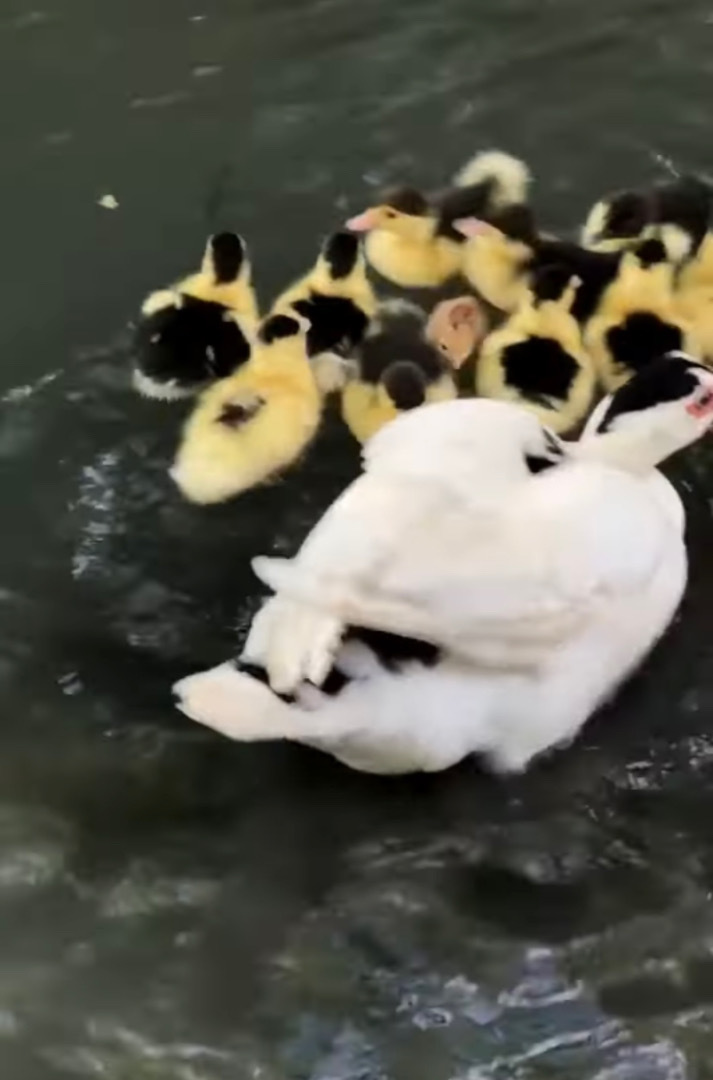 泳ぐアヒルの親子の中に一羽紛れ込むかわいい子。水に入って大丈夫？と思ったら・・・あらビックリ！君って泳げたんだね！！