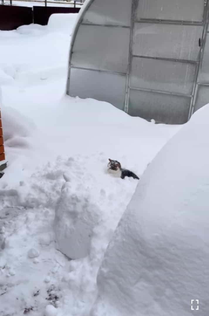 猫は液体ではなく雪だった？！自分も一緒に雪かきをしてもらいたい猫。最近のマイブームはスコップですくってもらうこと！