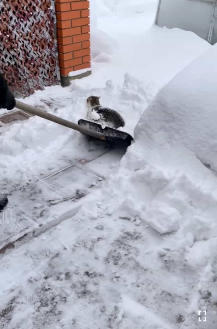 猫は液体ではなく雪だった？！自分も一緒に雪かきをしてもらいたい猫。最近のマイブームはスコップですくってもらうこと！