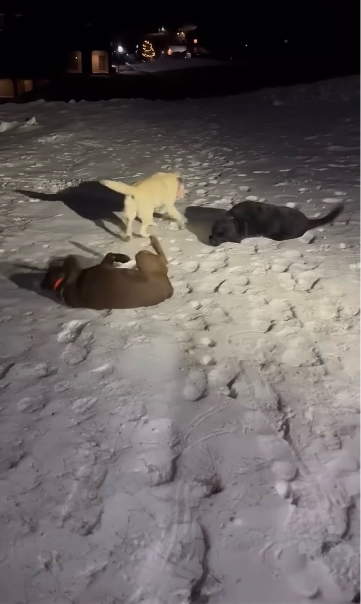 楽しい雪遊び！3匹のイヌたちが大はしゃぎする姿が無邪気でかわいすぎる！【アメリカ・動画】