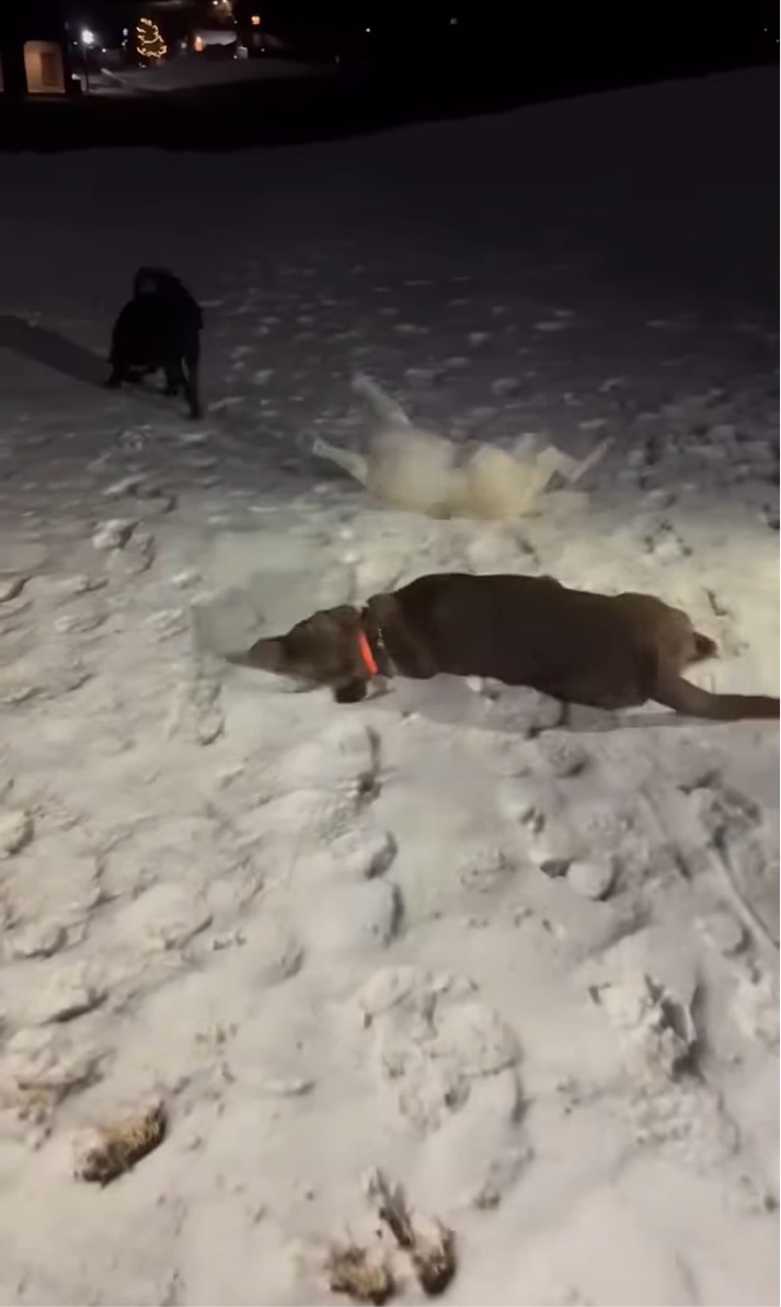 楽しい雪遊び！3匹のイヌたちが大はしゃぎする姿が無邪気でかわいすぎる！【アメリカ・動画】