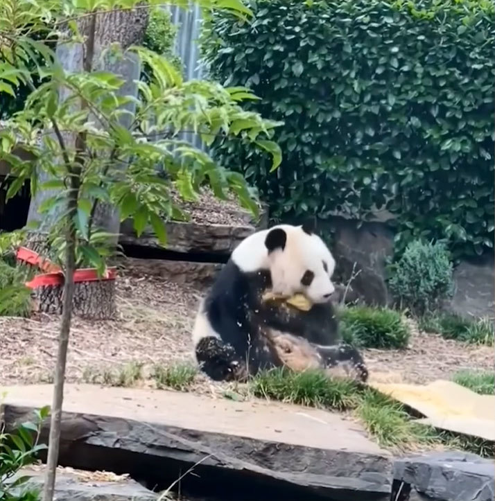 愛くるしいパンダの姿がたまらない！オーストラリアの動物園で撮影されたジャイアントパンダの動画が可愛すぎ！