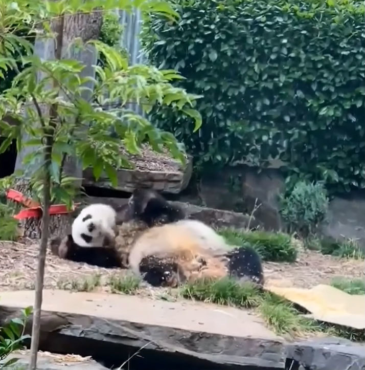 愛くるしいパンダの姿がたまらない！オーストラリアの動物園で撮影されたジャイアントパンダの動画が可愛すぎ！