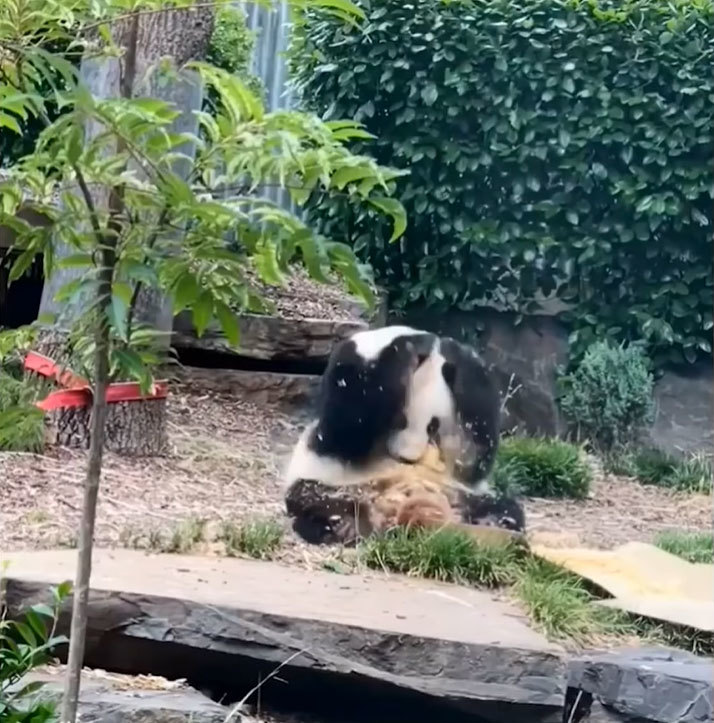 愛くるしいパンダの姿がたまらない！オーストラリアの動物園で撮影されたジャイアントパンダの動画が可愛すぎ！