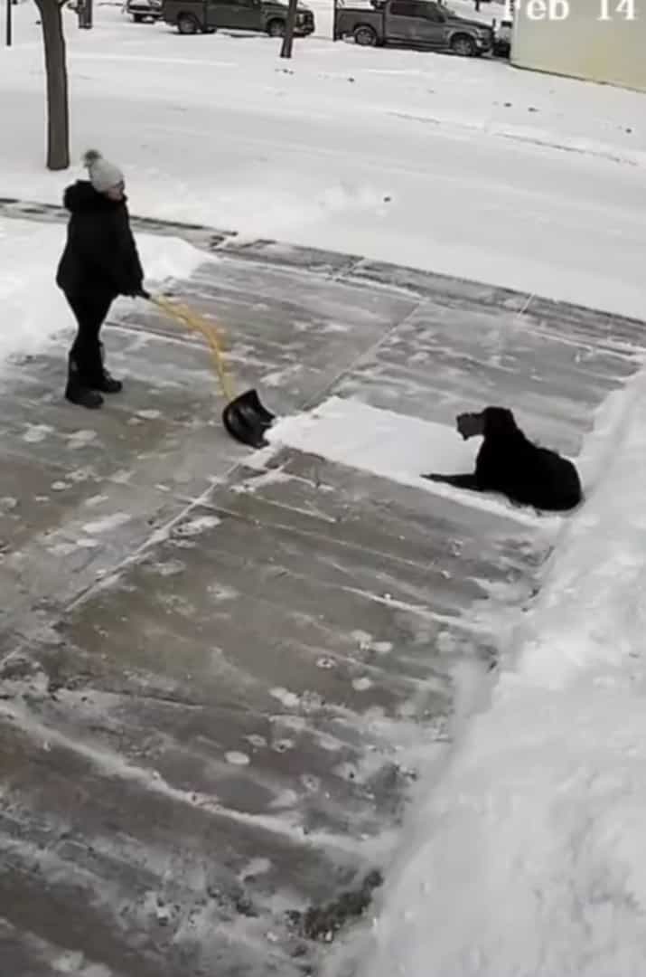 まさにこれから雪かきしようとしていた場所を陣取った犬。冷たい雪の絨毯が気持ちいいのか、すっかりくつろいで動きません