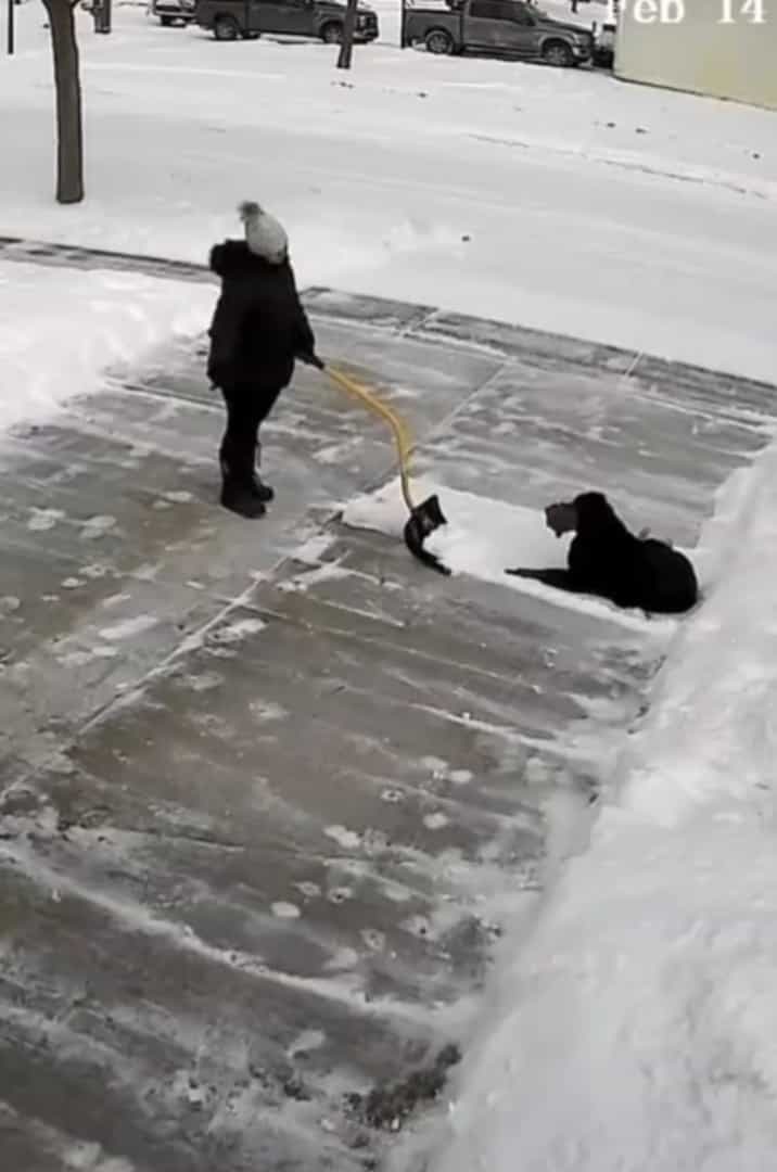 まさにこれから雪かきしようとしていた場所を陣取った犬。冷たい雪の絨毯が気持ちいいのか、すっかりくつろいで動きません