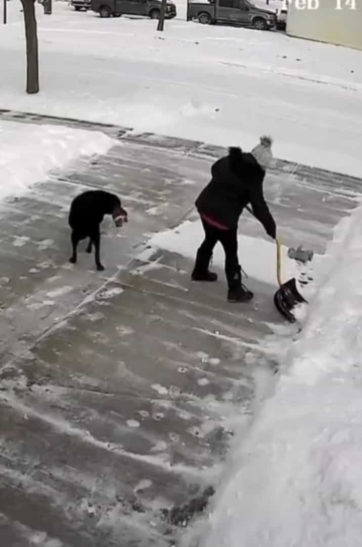 まさにこれから雪かきしようとしていた場所を陣取った犬。冷たい雪の絨毯が気持ちいいのか、すっかりくつろいで動きません