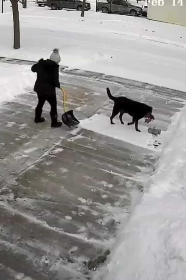 まさにこれから雪かきしようとしていた場所を陣取った犬。冷たい雪の絨毯が気持ちいいのか、すっかりくつろいで動きません