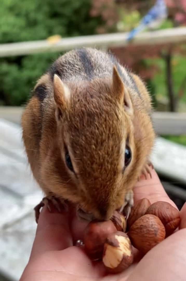 女性にすっかり懐いた野生のシマリス。女性の手に飛び乗ると、嬉しそうにナッツを頬に詰め込んで・・・帰っていきました！！
