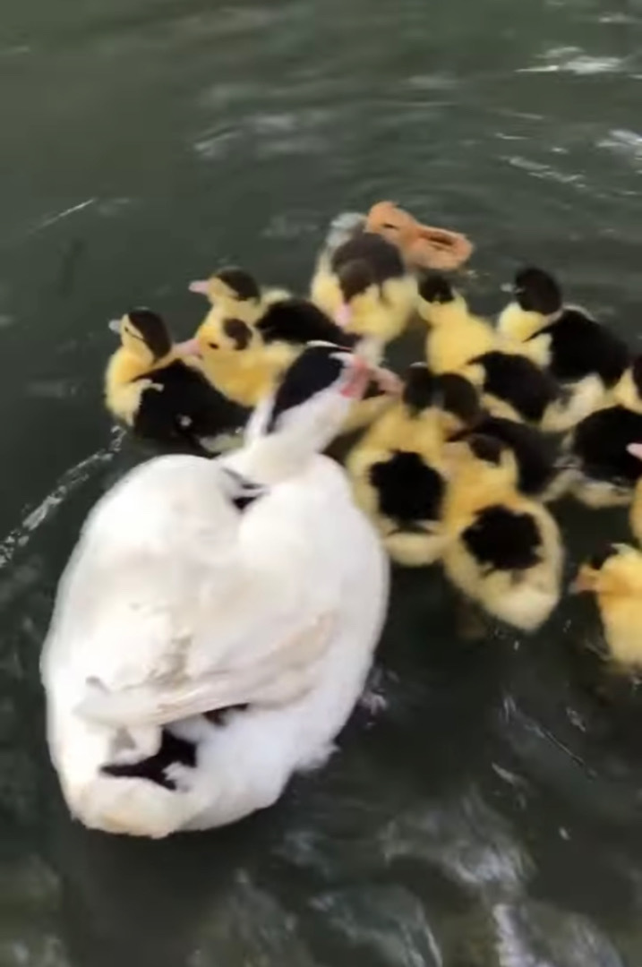 泳ぐアヒルの親子の中に一羽紛れ込むかわいい子。水に入って大丈夫？と思ったら・・・あらビックリ！君って泳げたんだね！！