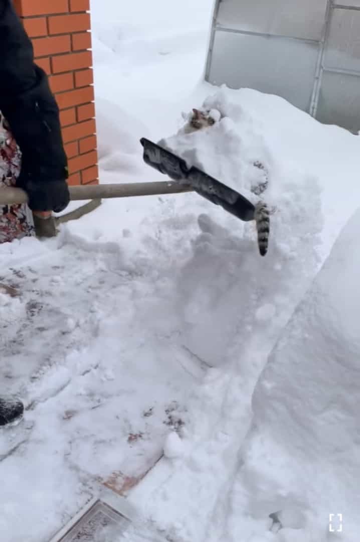 猫は液体ではなく雪だった？！自分も一緒に雪かきをしてもらいたい猫。最近のマイブームはスコップですくってもらうこと！