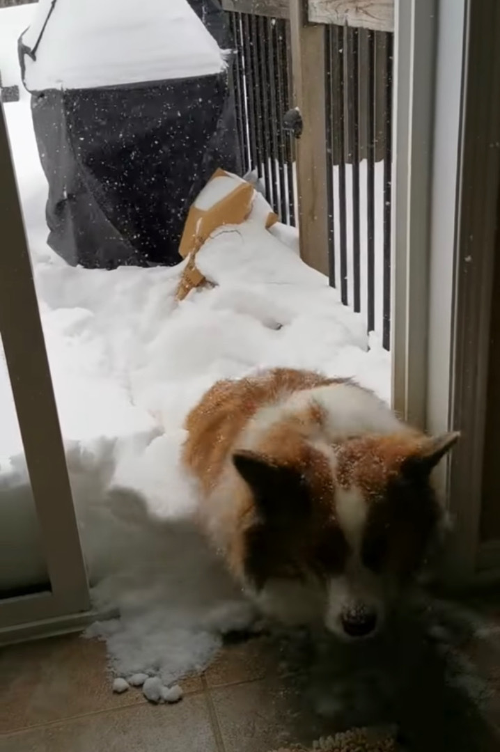 「こんなに積もってるの？！」雪が降ったので喜んで庭へ出た犬。ところが、思ったより雪が積もっていてお家に戻ってくる羽目に・・・