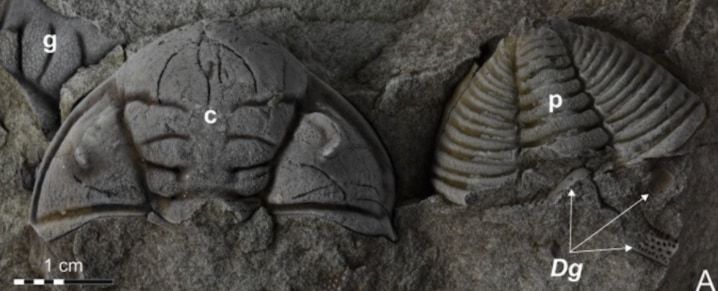 ウミサソリの猛攻から生き延びた「三葉虫の化石」を発見（チェコ）