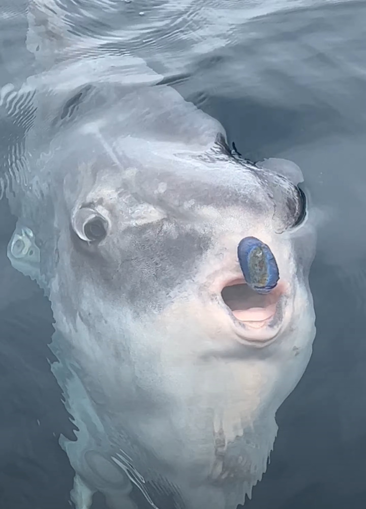 マンボウの食事風景にビックリ！クラゲをひと吸い！！【アメリカ・動画】