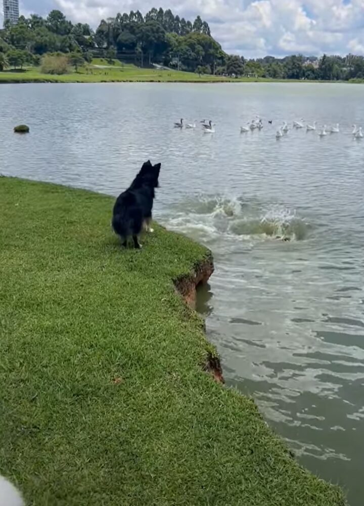 公園を散歩中の愛犬たち。目の前にカピバラたちがいるのを見つけてひっそり近寄りますが・・気付かれちゃった！！【海外・動画】