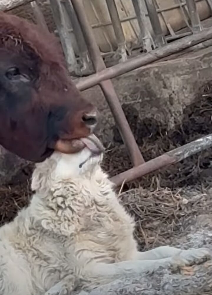 深い絆が見て取れる。犬のことをウシが一生懸命毛づくろい！！【海外・動画】