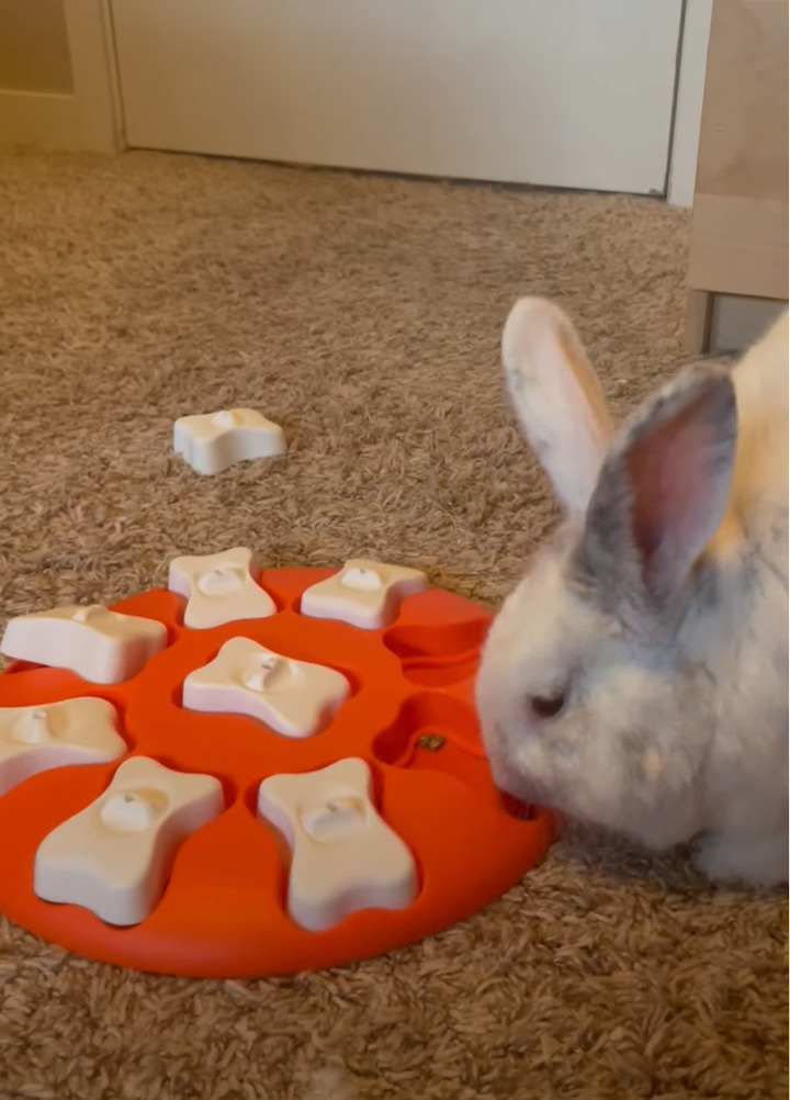 オモチャの下に隠されたごはん。ウサギが見つけて喜んで食事をしてくれるかと思ったのですが・・！！