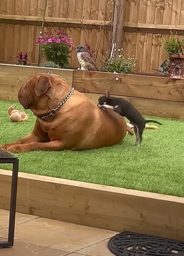 愛犬たちの激しい温度差。一緒に遊びたい小型犬とのんびりくつろいでいたい大型犬【海外・動画】