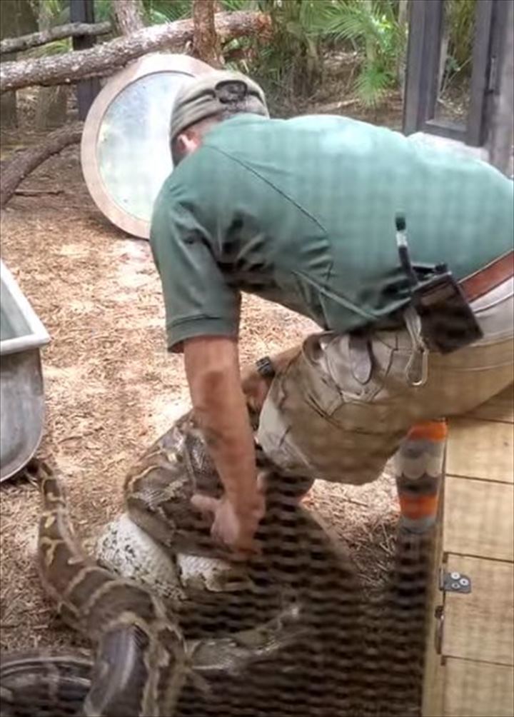 飼育員さんの足にからまって掴まる巨大なヘビ。こんな状況でも飼育員さんは冷静な上、なんとお客さんに解説もしていました！【アメリカ・動画】