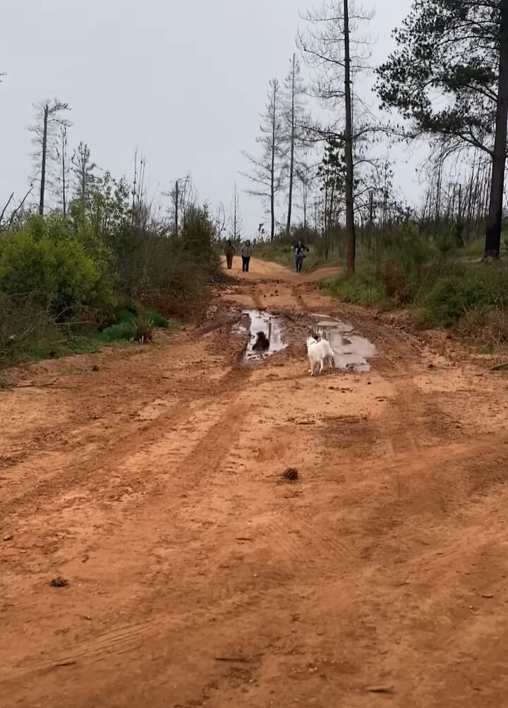 泥遊びを満喫する犬たち。道路にできた水たまりに向かって一直線！！【海外・動画】