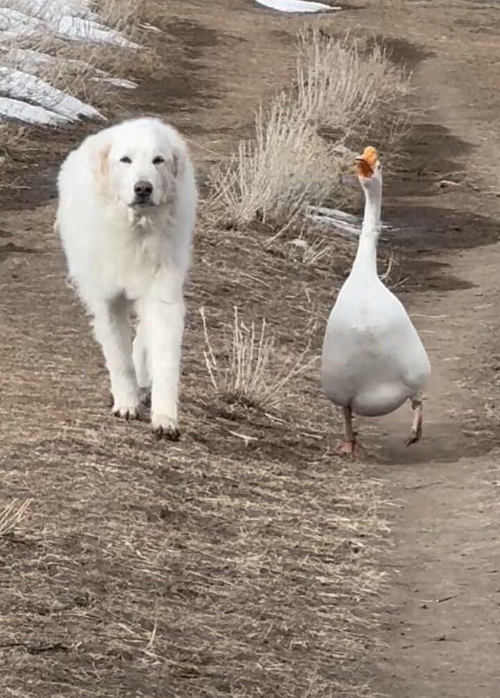 農場をパトロールする犬。相棒のガチョウも一緒で頼もしい！！【アメリカ・動画】