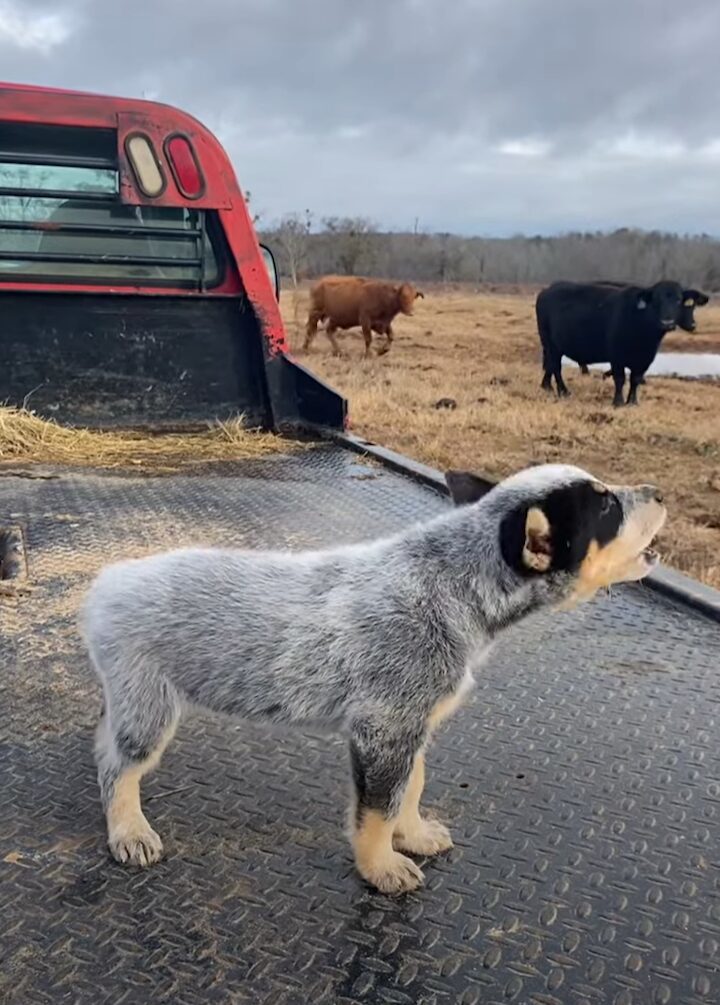 牧羊犬としての本能が目覚めた！？ウシを初めて見たブルーヒーラーの子犬のリアクションは・・【アメリカ・動画】