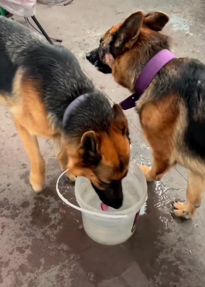 水を飲むだけでも個性が出る！水をガブガブ頭を容器に突っ込んで飲む子と優雅に飲む愛犬たち【海外・動画】